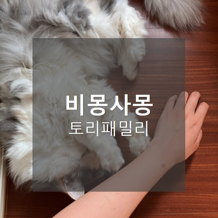 비몽사몽 미니미, 꿈뻑꿈뻑