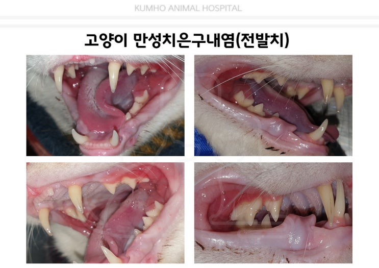  광주 고양이 치과 -8살 고양이의 만성 치은구내염으로 인한 전발치 case [광주 치과 동물병원, 금호동 동물병원, 고양이 전발치, 고양이 발치, 고양이 구내염]