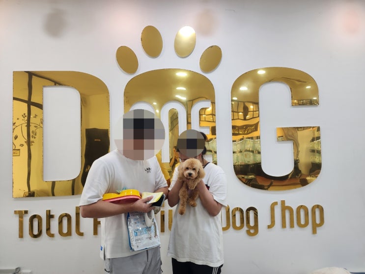  토이 크림 푸들 입양 가이드! 세종시 원독 강아지분양 센터