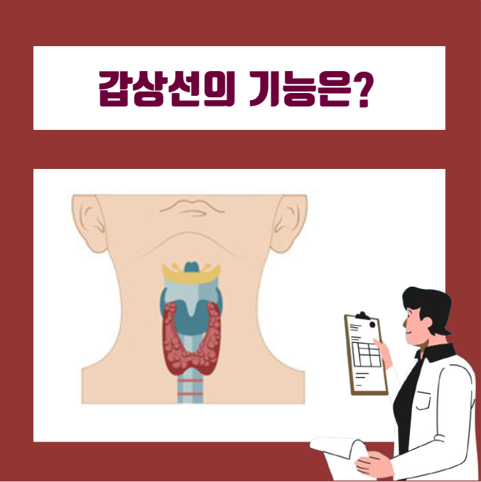  갑상선기능항진증과 갑상선기능저하증의 차이는?