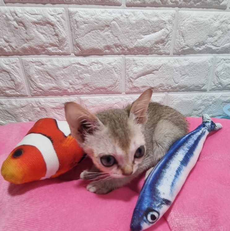  고양이 똥에 피가 묻어있을 때