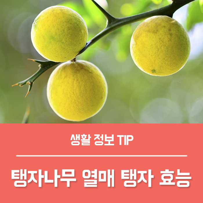  탱자 효능 부작용, 탱자나무 꽃말과 특징은?