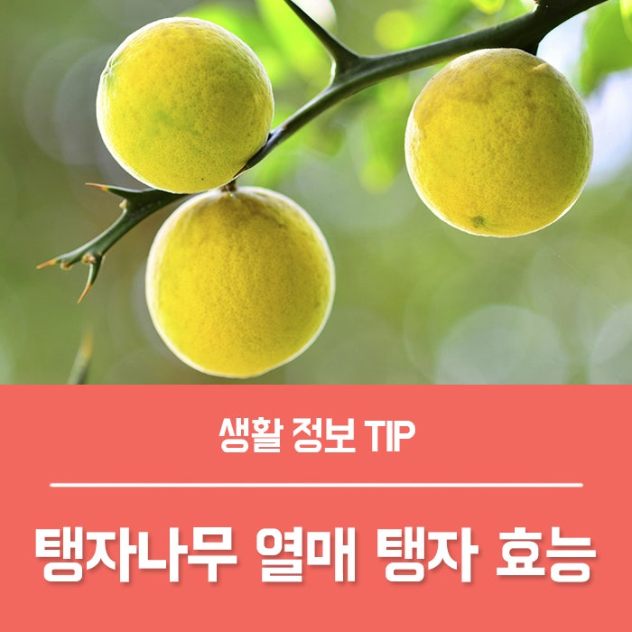 탱자 효능 부작용, 탱자나무 꽃말과 특징은?
