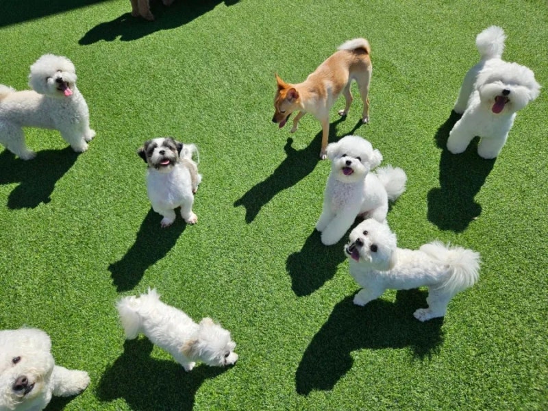 리온 애견유치원애견호텔