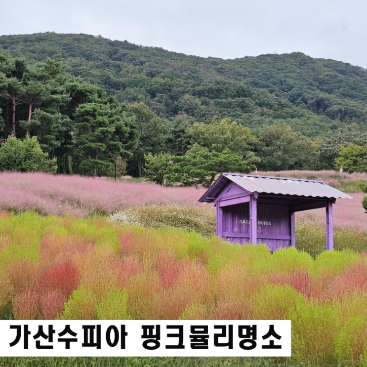  대구 근교데이트 가산수피아 핑크뮬리 황톳길 맨발걷기