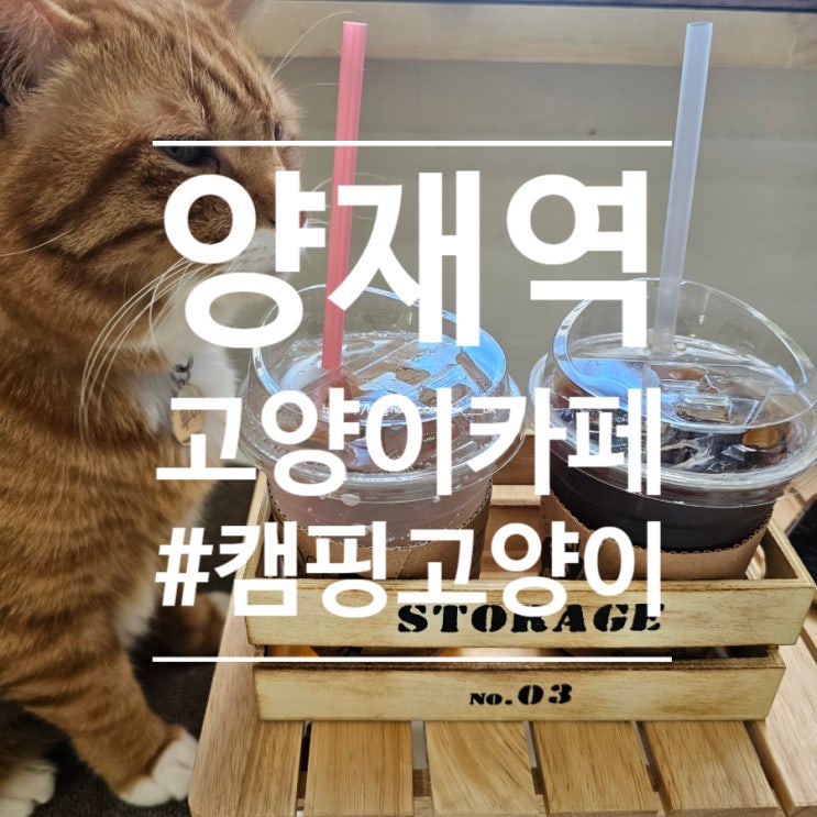  [도곡동] 사람 좋아하는 개냥이들 천국! "캠핑고양이" 강남고양이카페, 유기묘카페