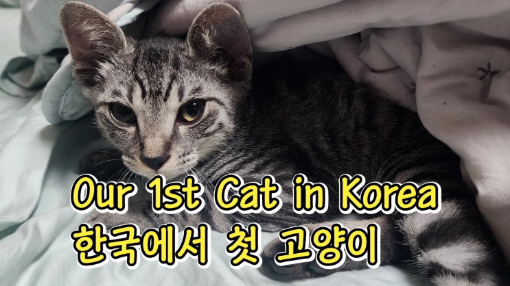  한국에서 첫 고양이