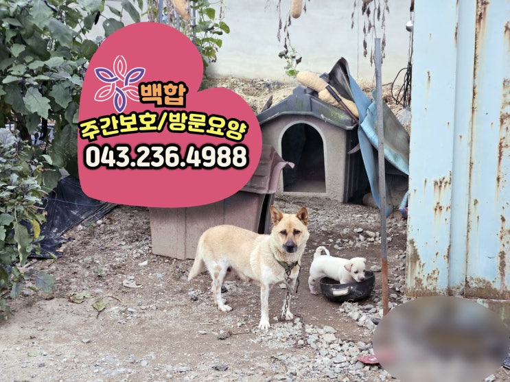  청주주간보호센터, 분평동 주간보호센터 : 웃음과 감동이 넘치는 생신 축하부터 추석 행사까지