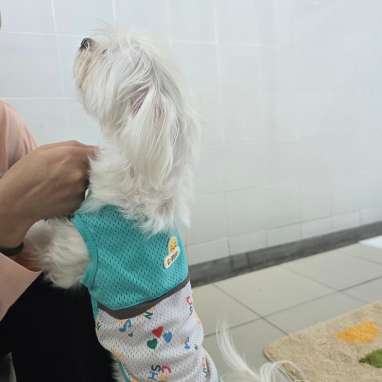  강아지 말레이시아 이민 동물검역 동물운송 플로우드림) 오후 면회때 무엇을 할까요?