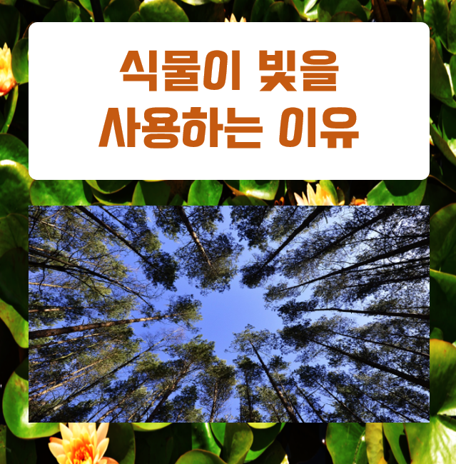  광합성의 신비한 세계 식물이 에너지를 만드는 방법