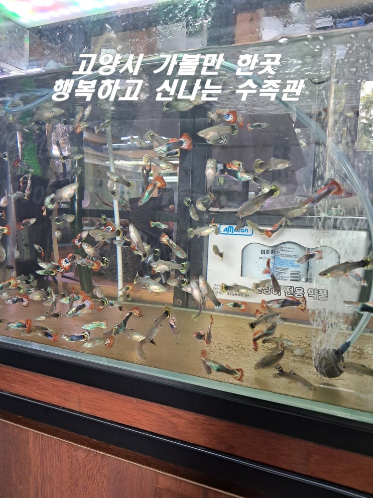  고양시 행신동 아이들과 함께 가볼만 한곳 행복하고 신나는 수족관 물고기 키우기