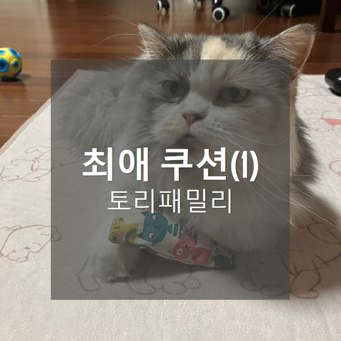  토리패밀리, 최애쿠션(미니미편)