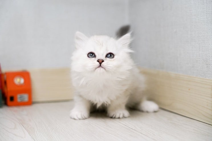  고양이도 방귀를 뀌나요? 빈도는 어떨까요?