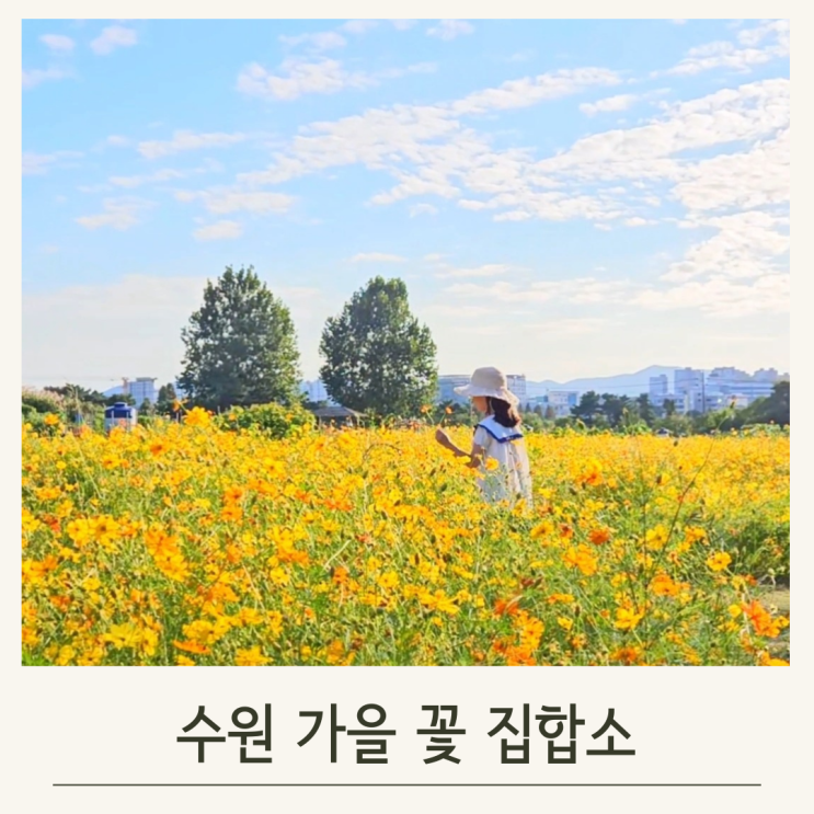  탑동시민농장 황화코스모스와 억새밭에서 가을산책 즐겨요