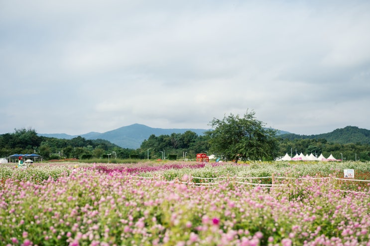  넓은 천일홍 꽃밭을 볼 수 있는 - 양주 나리공원 천일홍 축제