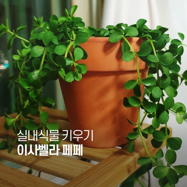  이사벨라페페 키우기