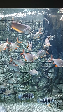 꿈 꿈