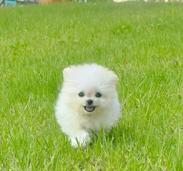  강아지 분양 시 주의할 점