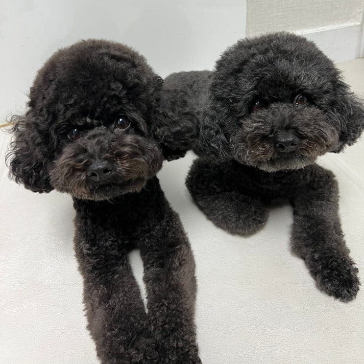  새끼 강아지 이갈이 시기 이빨 갯수 잔존 유치