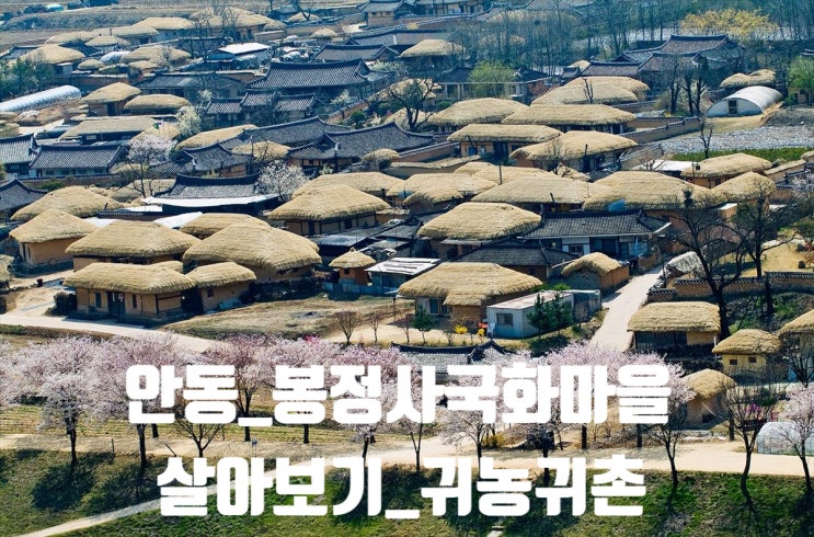  경북 안동_봉정사국화마을_살아보기_귀농귀촌