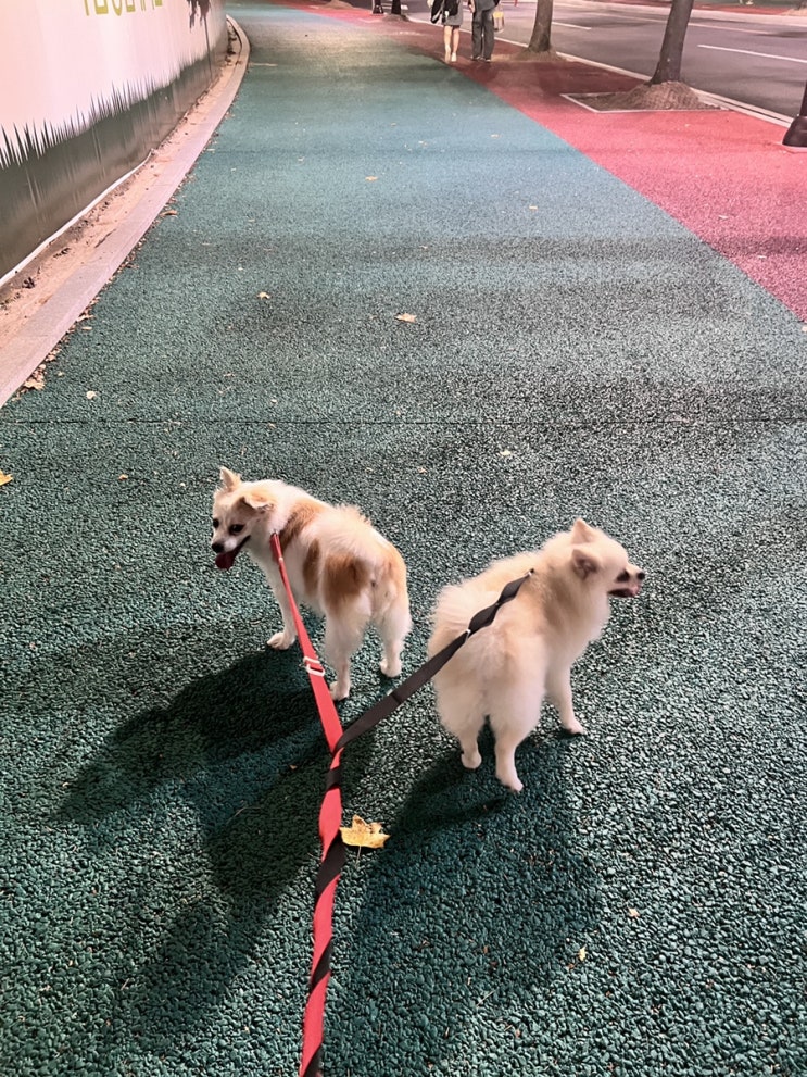  홍시 자몽이의 애교는 점점 더 성장 중!