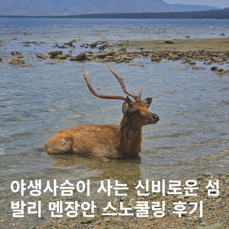  발리 멘장안 스노쿨링 투어 후기 가는법 준비물 사슴 섬