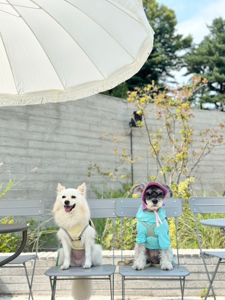  강아지 뇌수막염 투병일지(13주차)ㅣ시타라빈 3회차, 입술부종, 세균검사, 항생제 처방, 교통사고