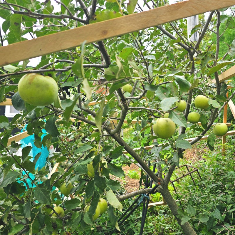 다이어트 과일 : 아오리 청사과 칼로리 효능 부작용!?