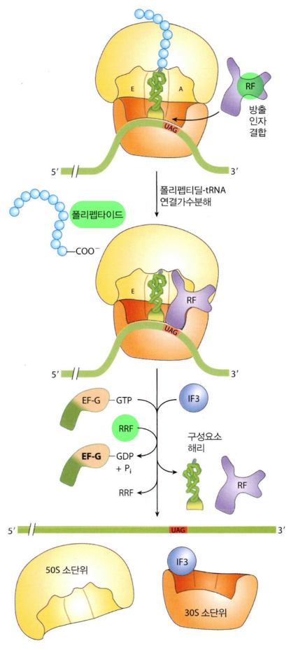  세균에서 단백질 합성의 종결