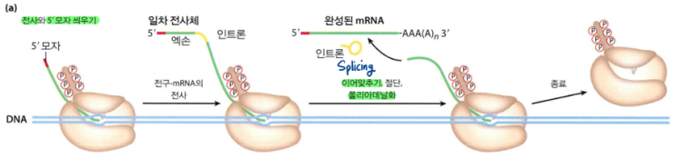  진핵세포의 mRNA 가공과 5' Cap