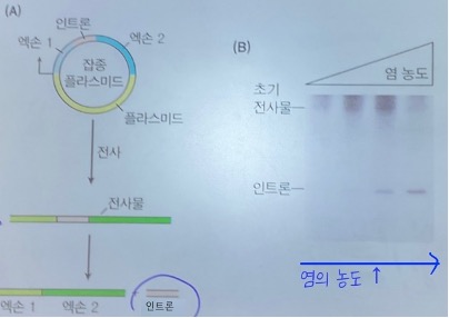  Spliceosome 실험