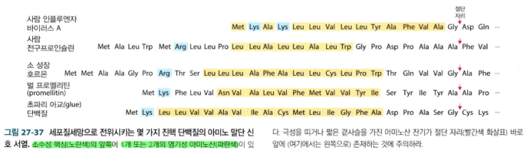  진핵세포 소포체에서의 단백질 변형