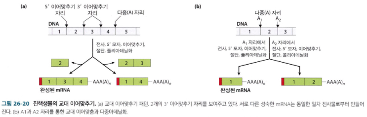  Splicing; Poly A Site가 여러 개일 때