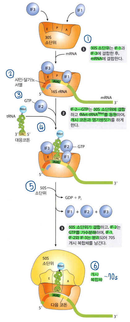  세균과 진핵에서 단백질 합성의 개시