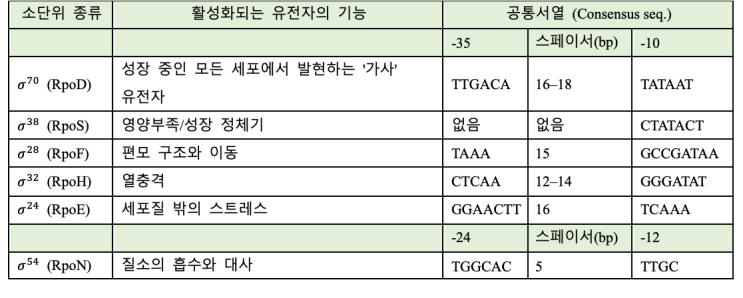  대장균의 시그마 인자
