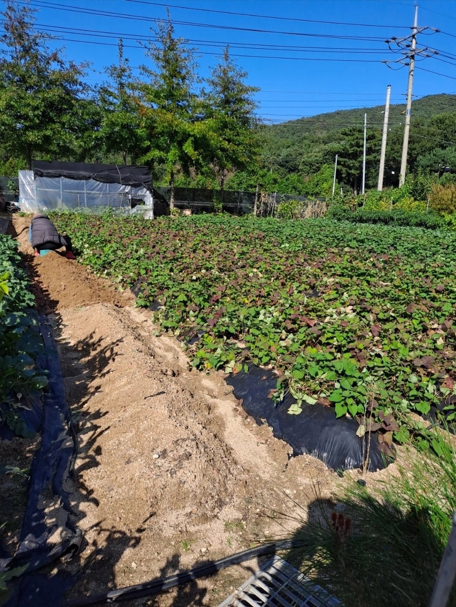 교산저수지 사진 3