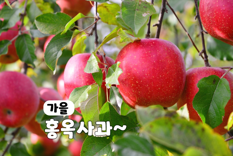 홍옥사과 감홍사과 시기 제철 칼로리