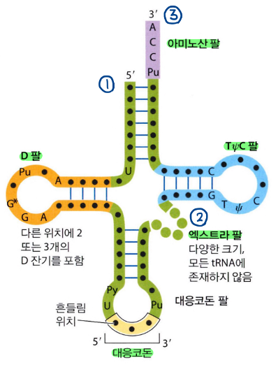  tRNA의 일반적인 구조