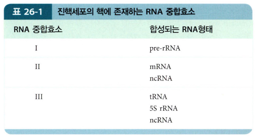  진핵에서 RNA 전사의 종결과 TATA Box