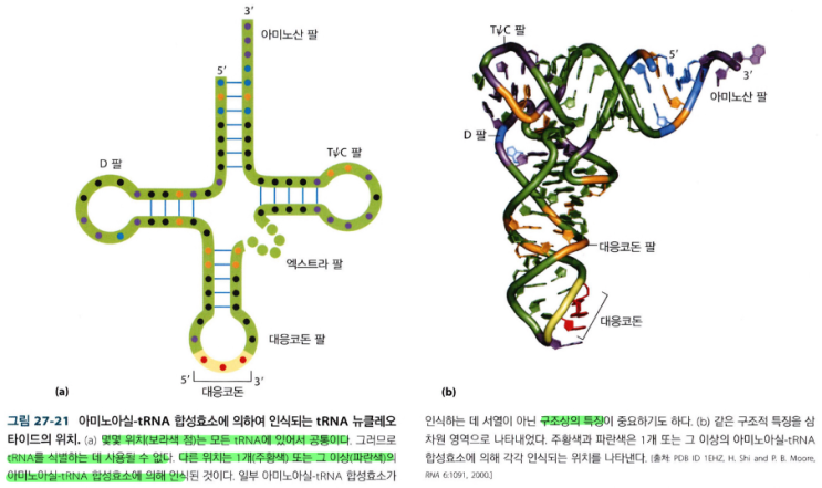  AminoAcyl-tRNA Synthetase와 tRNA의 상호작용