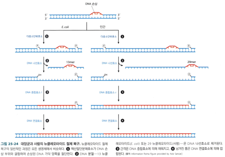 Nucleotide 절제; Nucleotide-Excision Pair