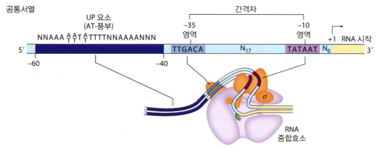  대장균의 DNA-의존 RNA polymerase