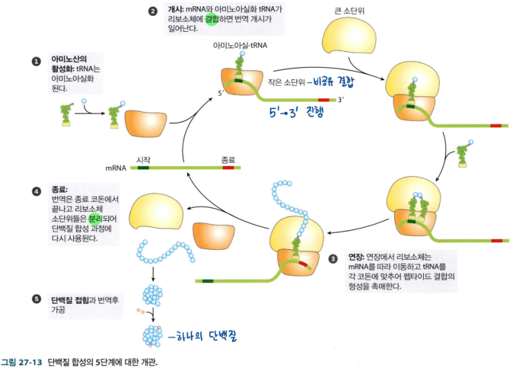  단백질 합성의 단계