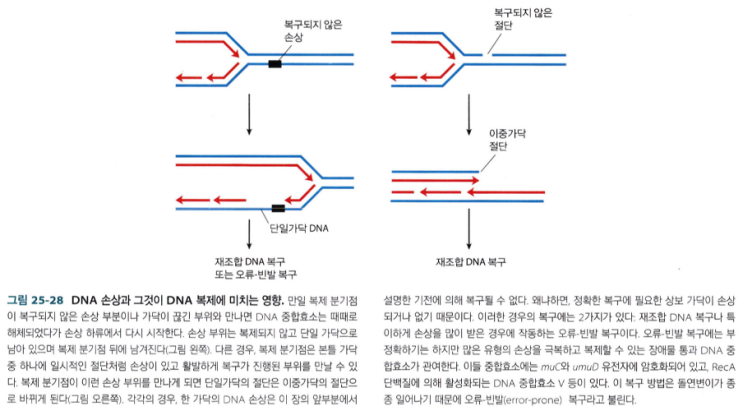  복제분기점과 DNA 손상 간의 상호작용