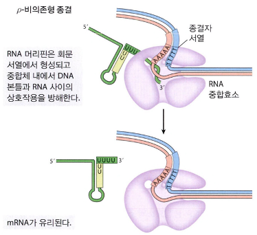  원핵에서 RNA 전사의 종결