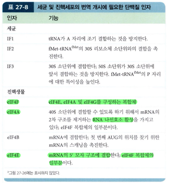  진핵세포에서 단백질 합성의 개시