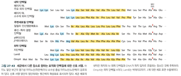  당화와 골지체에서의 변형