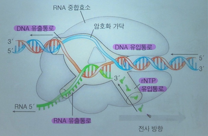  RNA Polymerase의 구조