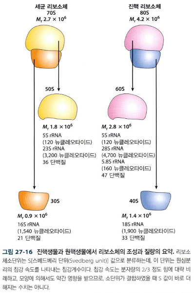  단백질 합성의 단계와 리보솜의 구조