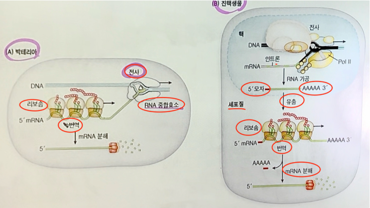  RNA의 가공